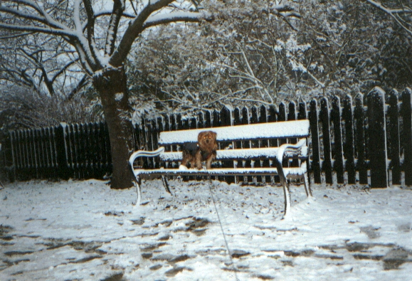 Yorky Rufus on an icy bench in Highgate Woods